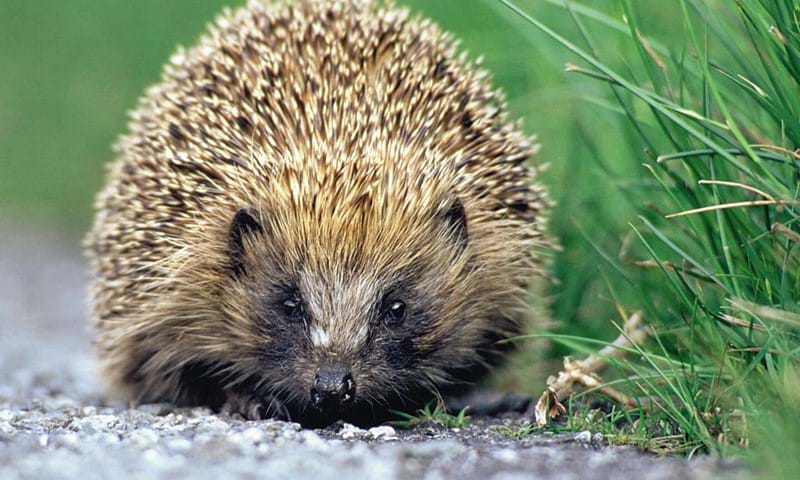 An image of a hedgehog. The photo is copyrighted to Darin Smith - Sussex Wildlife Trust.