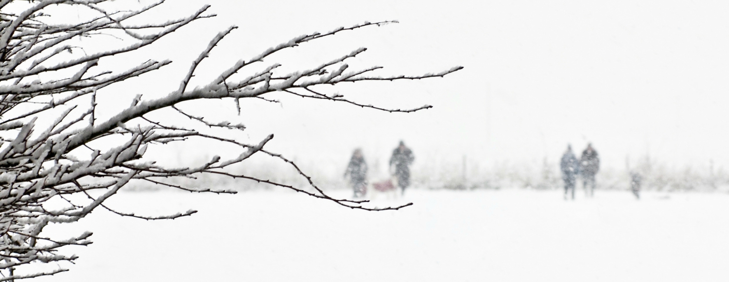 Winter scene of snow