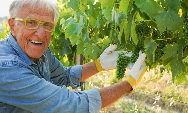 Happy older man working with vines on a vineyard. 