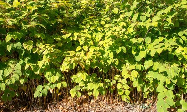 A patch of Japanese knotweed.