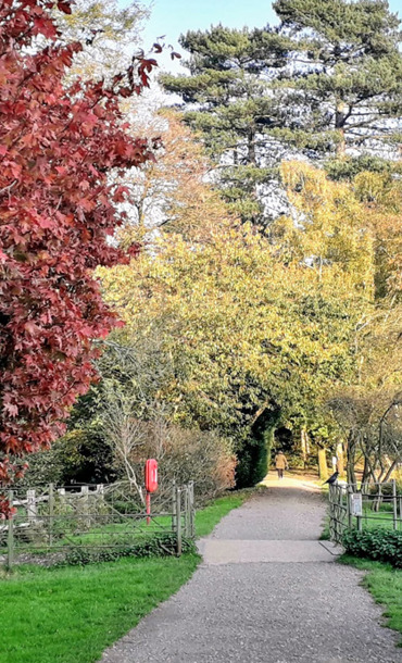 trees and a pathway through the park