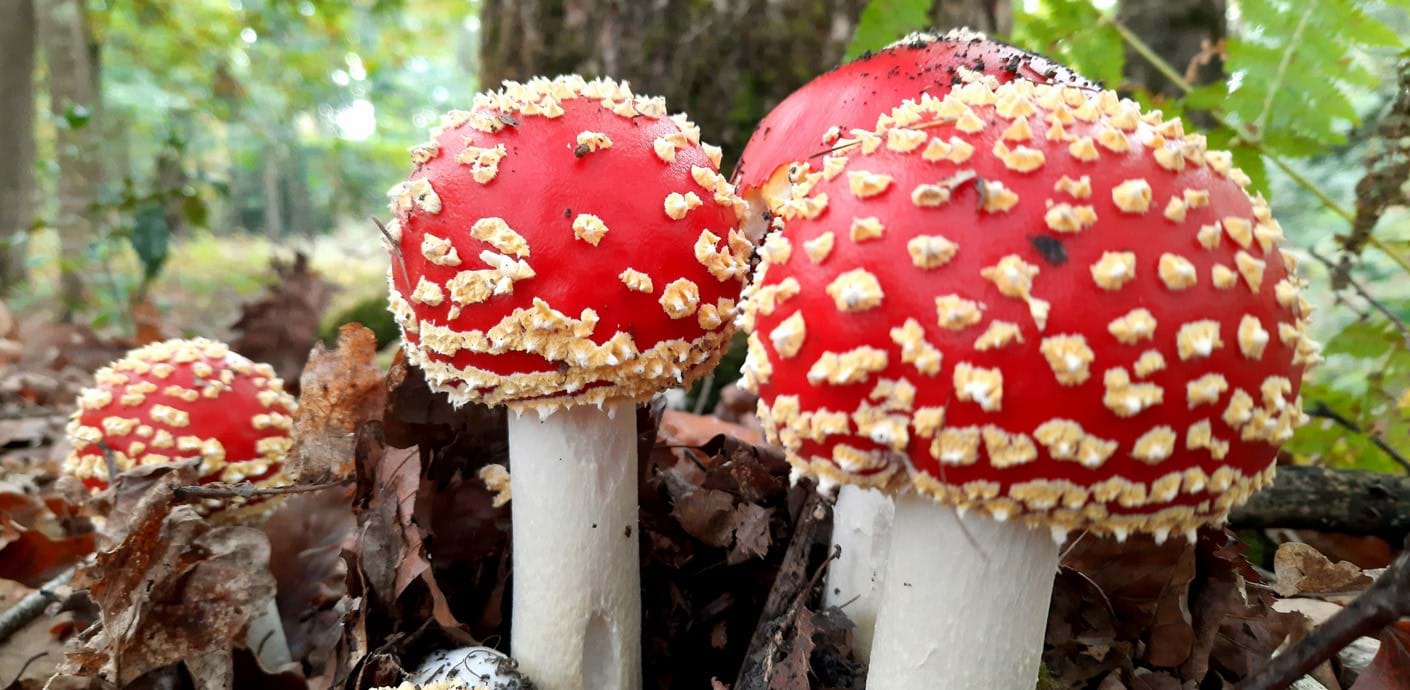 nojs Events - Fly Agaric mushrooms