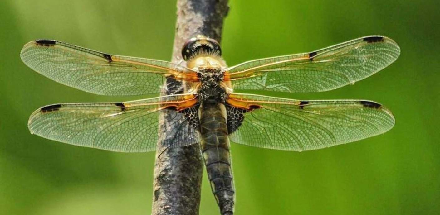 nojs Four-spotted chaser dragonfly