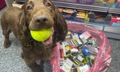 A brown cocker spaniel holds a tennis ball in its mouth as a treat next to a bag of illicit tobacco products which it sniffed out.