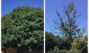 A healthy Ash tree, left, and a tree, right, showing signs of Ash Dieback, with its significantly-reduced crown