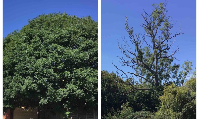 A healthy Ash tree, left, and a tree, right, showing signs of Ash Dieback, with its significantly-reduced crown