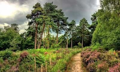 A path winding through the Buchan Country Park plantation