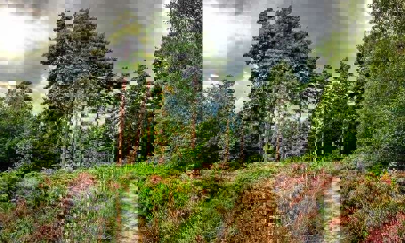 A path winding through the Buchan Country Park plantation