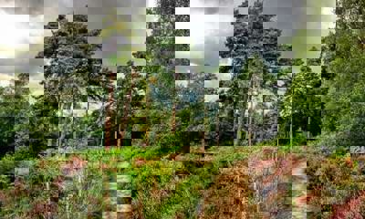 A path winding through the Buchan Country Park plantation