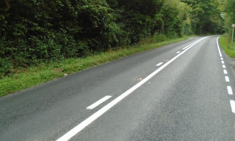 Single lane road surrounded by vegetation