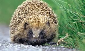 An image of a hedgehog. The photo is copyrighted to Darin Smith - Sussex Wildlife Trust.