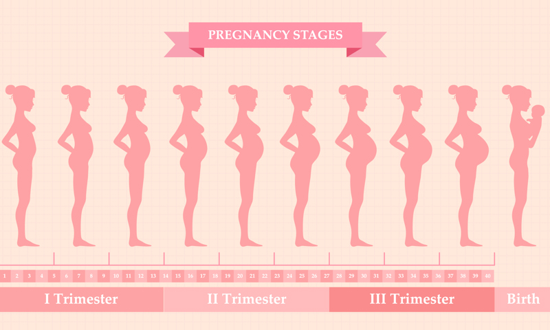 Stages of pregnancy
