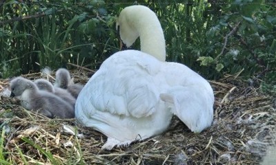 Colour photo of a swan nesting with her cygnets