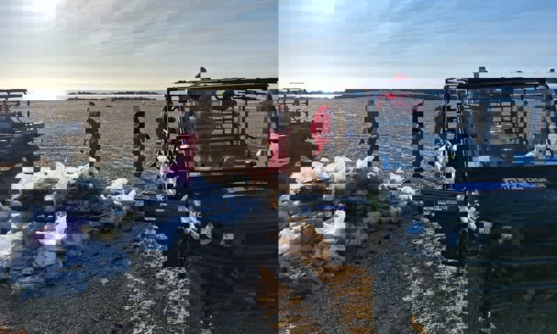 Diggers and workers on beach clearing debris