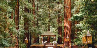 Wedding setting in woods