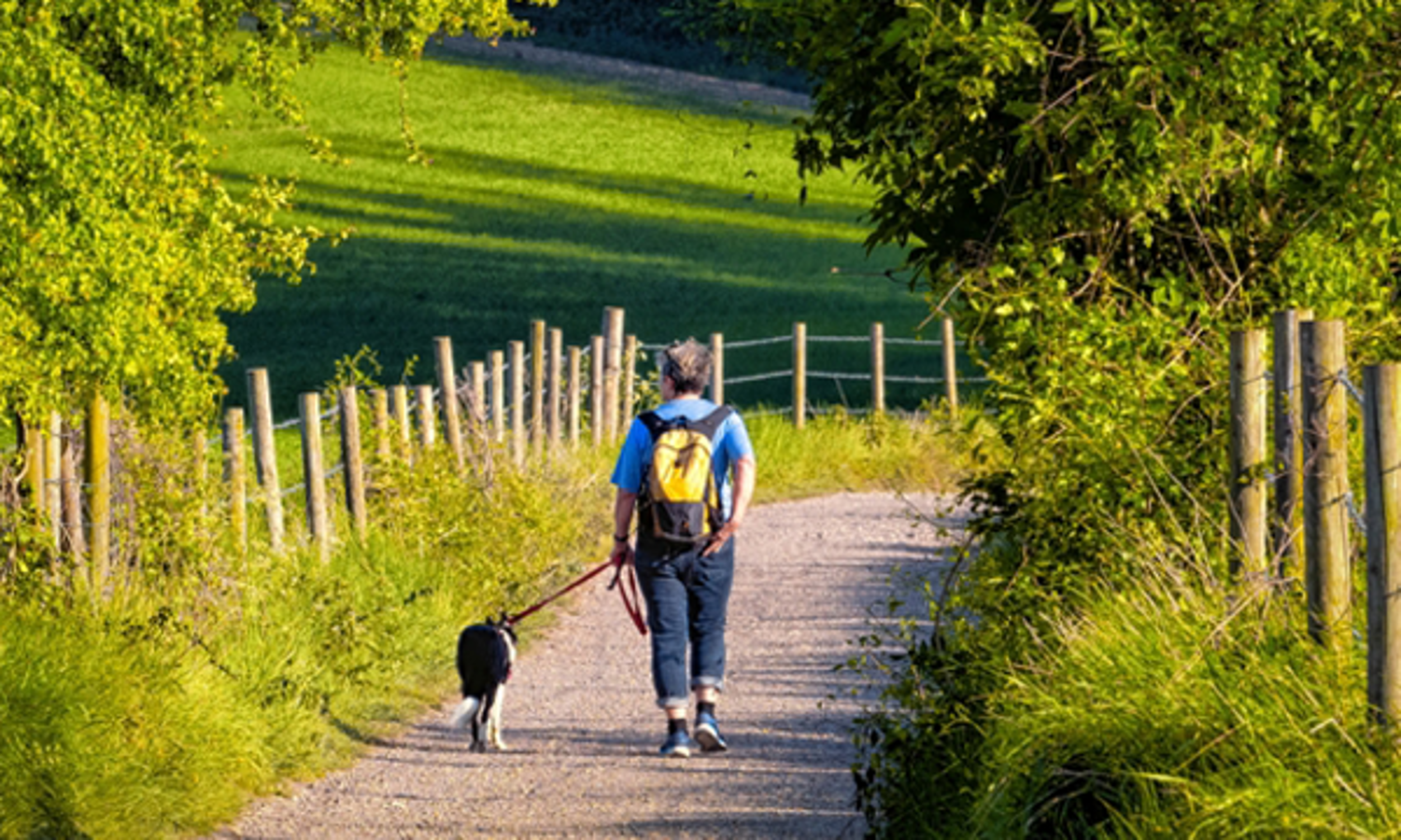 Dogs in the countryside - West Sussex County Council